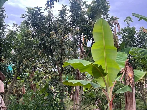 Venta Finca Montenegro Via Quimbaya - 8.5 Cuadras