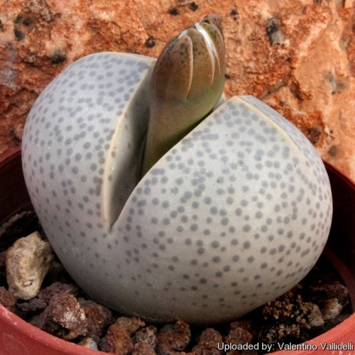 Sementes Cacto Pedra Lithops Dinteranthus Wilmotianus