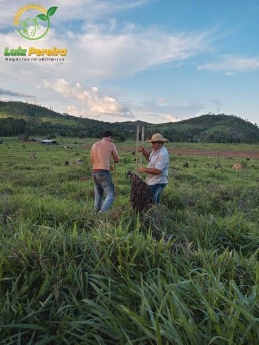 Imagem 9 de 15 de Fazenda À Venda Em Colniza -mt - 629,2 Hectares (dupla Aptidão) - 2108