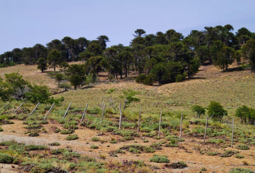 Imagen 20 de 30 de Campo En Venta En Neuquen - Villa Pehuenia - Ideal Desarrollo Y Turismo - Producción De Madera