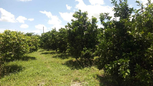 Imagem 10 de 14 de Vendo Linda Chácara Com 22 Hectares Com Bastante Frutas