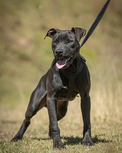 American Pit Bull Terrier (drago D.m.d & Sakura L.t )