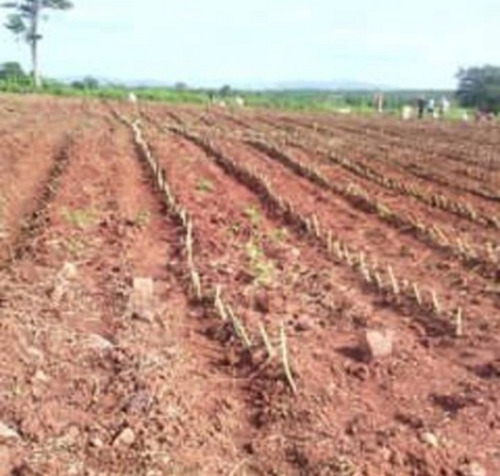 Imagen 5 de 9 de Altagracia De Orituco, Sector Lezama De Orituco Código: Att-102