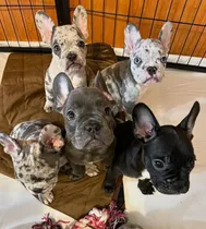 Comprar Bulldog Francés