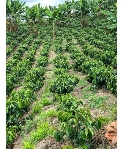 Se Vende Finca Cafetera Tecnificada En Armenia - Quindío