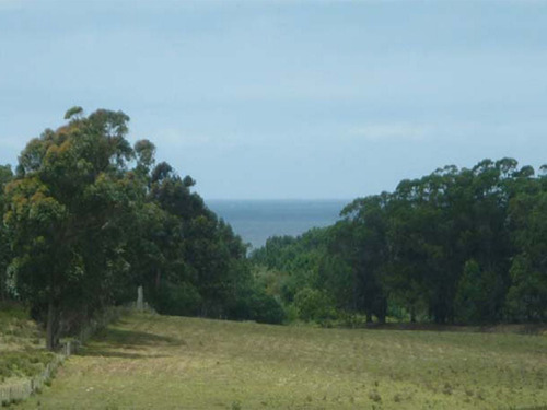 Venta Campo En Rocha 1519 La Pedrera Marítimo Ganadero (ref: Cbr-1233)