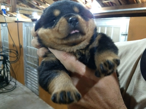 Rottweiler Filhotes Puros