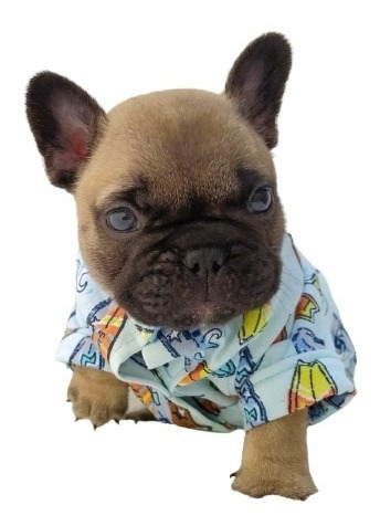 Remeras Camisas Ropa Para Perros Y Gatos Doggys