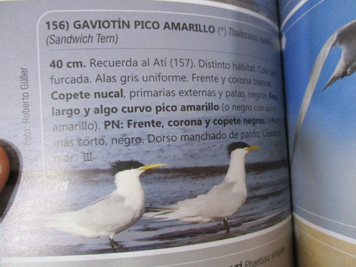 Tito Narosky - Aves De La Provincia De Buenos Aires : Guía