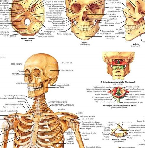2 Poster Mapa Sistema Muscular + Sistema Esquelético