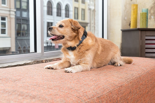 Collar Petsafe Recargable Control De La Corteza, A Prueba De