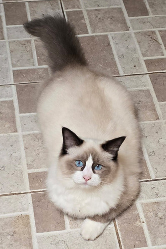 Gatitos Ragdoll, Con Registro Y Pedigree, Preciosos, Haedo