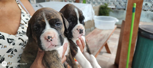    Filhotes De  Boxer Fêmeas, Para O Dia Dos Namorados.