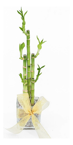 Bambú De La Abundancia Y Prosperidad 5 Varitas 42cm Alto    