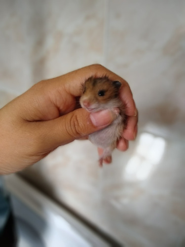 Filhotes De Hamster Sírio