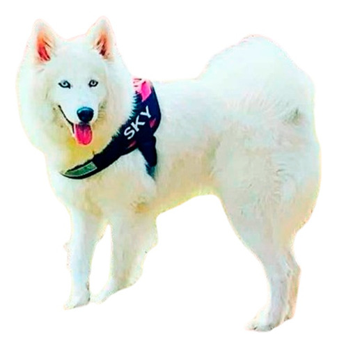 Arnes Personalizado Samoyedo Marca Breeder