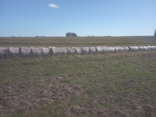 Imagen 2 de 6 de Fardos De Pradera, Silo Pack Y Se Entregan En Donde Quiera