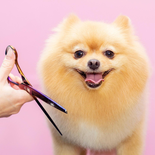 Imagen 5 de 9 de Tijera Entresacadora De Peluquería Canina