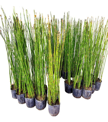 Equisetum Fluviatile - Cola De Caballo - Maceta 3 Litros