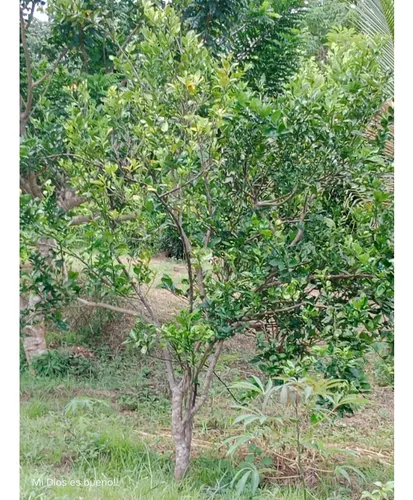 Lote En Venta, Ubicado En Turbaco,bolivar