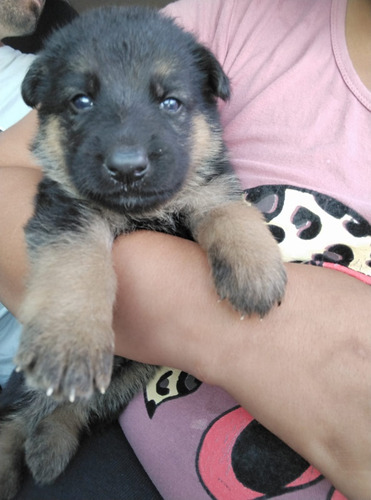 Cachorros Policía Pastor Alemán Puros Hermosos Ya Para Entre