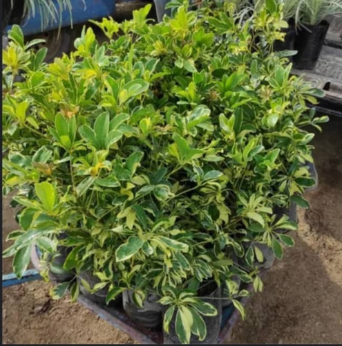 Plantas Chifleras