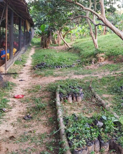 Imagen 9 de 14 de Se Vende Finca De 6,6 Has En Bejuma Carabobo