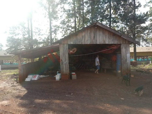 Imagem 10 de 14 de Oportunidade Sítio Criação Frangos Ibiporã - Mi265