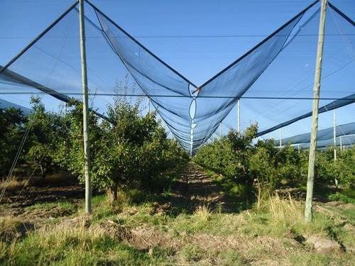 Finca Con Ciruela Y Casa En San Rafael, Mendoza