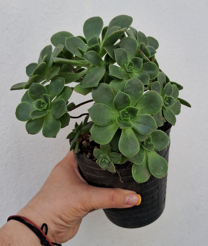 Aeonium Haworthii Rosa Verde Suculenta De Coleccion