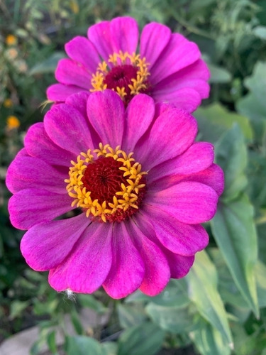 Semillas De Zinnias - Mix - (zinnia Elegans)