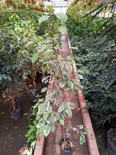 Ficus Benjamina- Hermoso, 1.4 M - Entrega Gratis Caba Y Gba