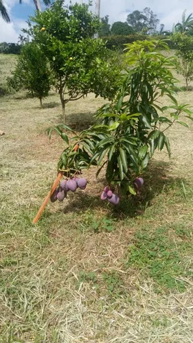 Vendo Hermoso Lote En Conjunto Cerrado En Silvania, Cundinamarca