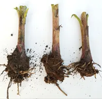 Comprar Kit 3 Mudas De Banana Nanica Com 20cm Mudas Fortes