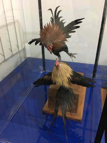 Maqueta Gallos De Pelea Con Plumas Reales , Hecho En México