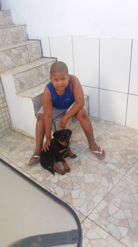 Filhote De Rottweiler