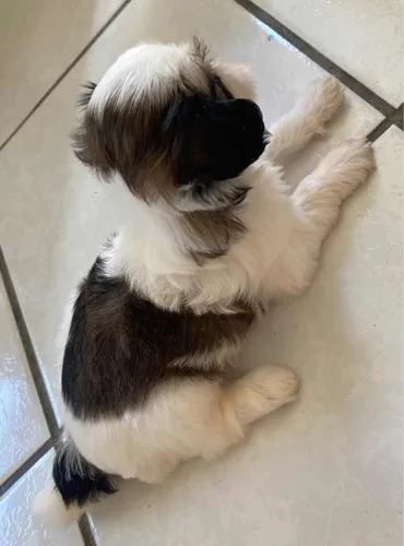 Filhote De Shihtzu
