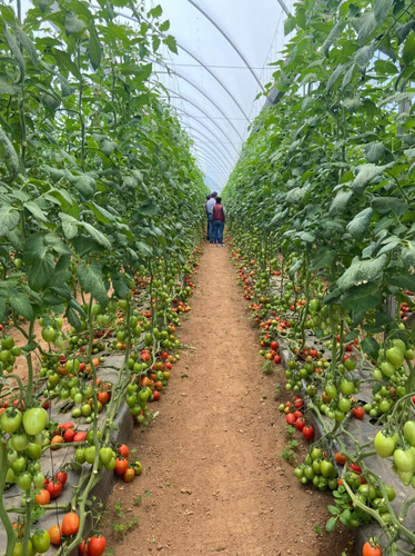 Semillas Martínez / Tomate Indeterminado / Sicilia / 1m