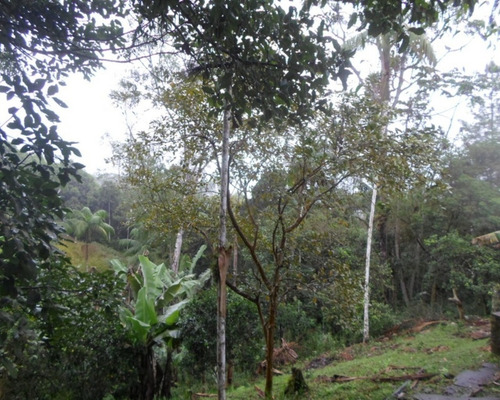 Imagem 15 de 20 de Sítio - 03819 - 33228923