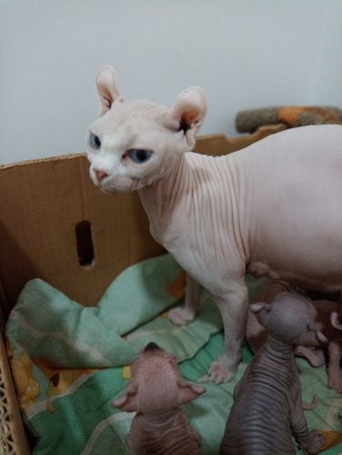 Gatitos Sphynx Elfos Orejas Dobladas