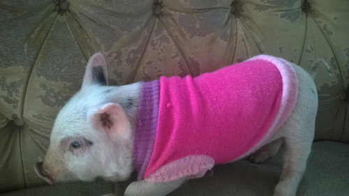 Mini Pig