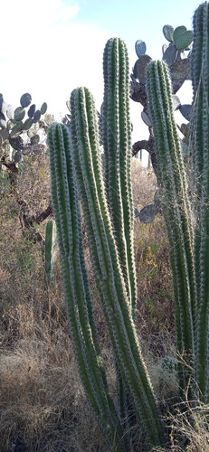 Stenocereus Stellatus 10 Semillas
