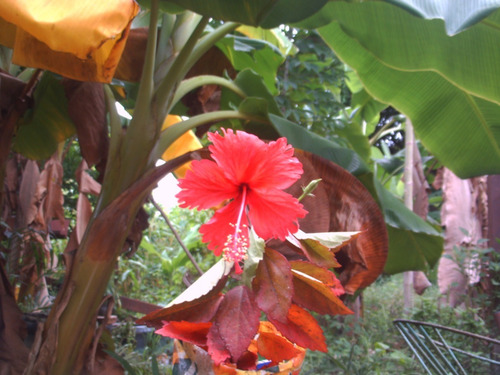 Cayena Roja, Planta De Jardín
