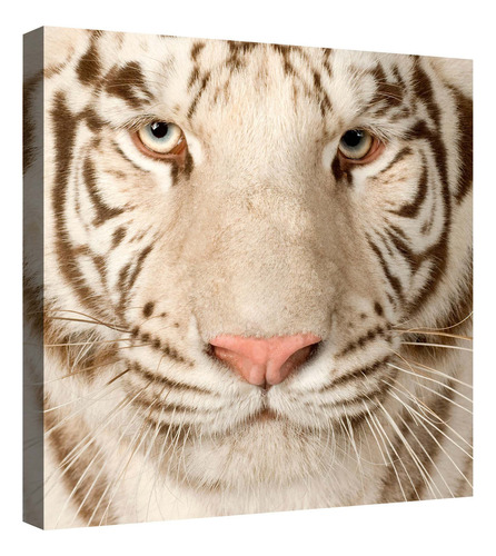 Cuadro Decorativo Canvas Moderno Felinos Salvajes Tigres Color Felinos Salvajes Tigres 21 Armazón Natural