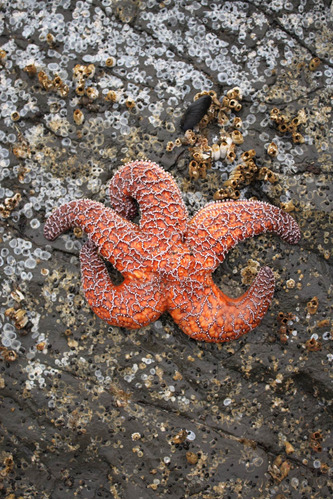 Cuadro 40x60cm Estrella De Mar Tropical Paraiso Playa M3