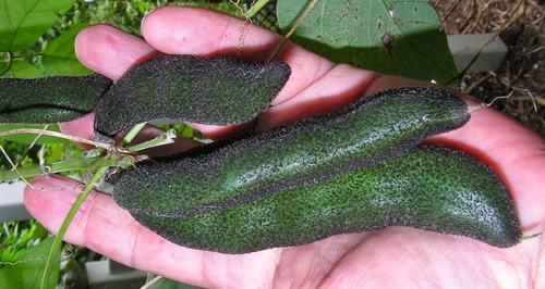 Mucuna Cinza/Mucuna Pruriens - 5 kg de semillas