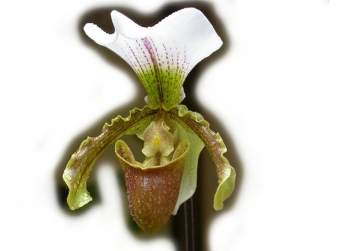 Imagem 1 de 4 de Mudas De Orquídeas Sapatinho (paphiopedilum Leeanum) Adultas