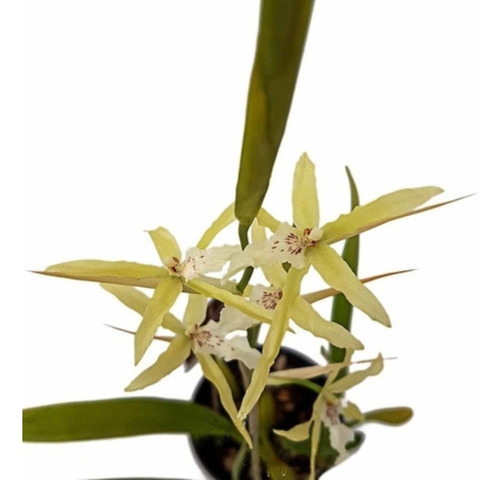 Orquídea Miltonia Flavescens Planta Adulta Natural