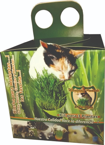 Pasto Gatos / Kit Semillas Germinar 3 Plantas - Digestiva