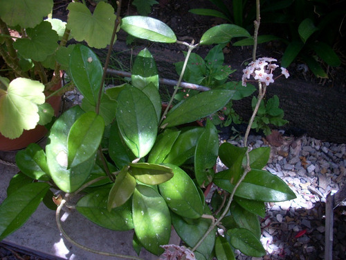 Hoya Carnosa ( Flor De Cera O De Nácar) Plantas En Flor